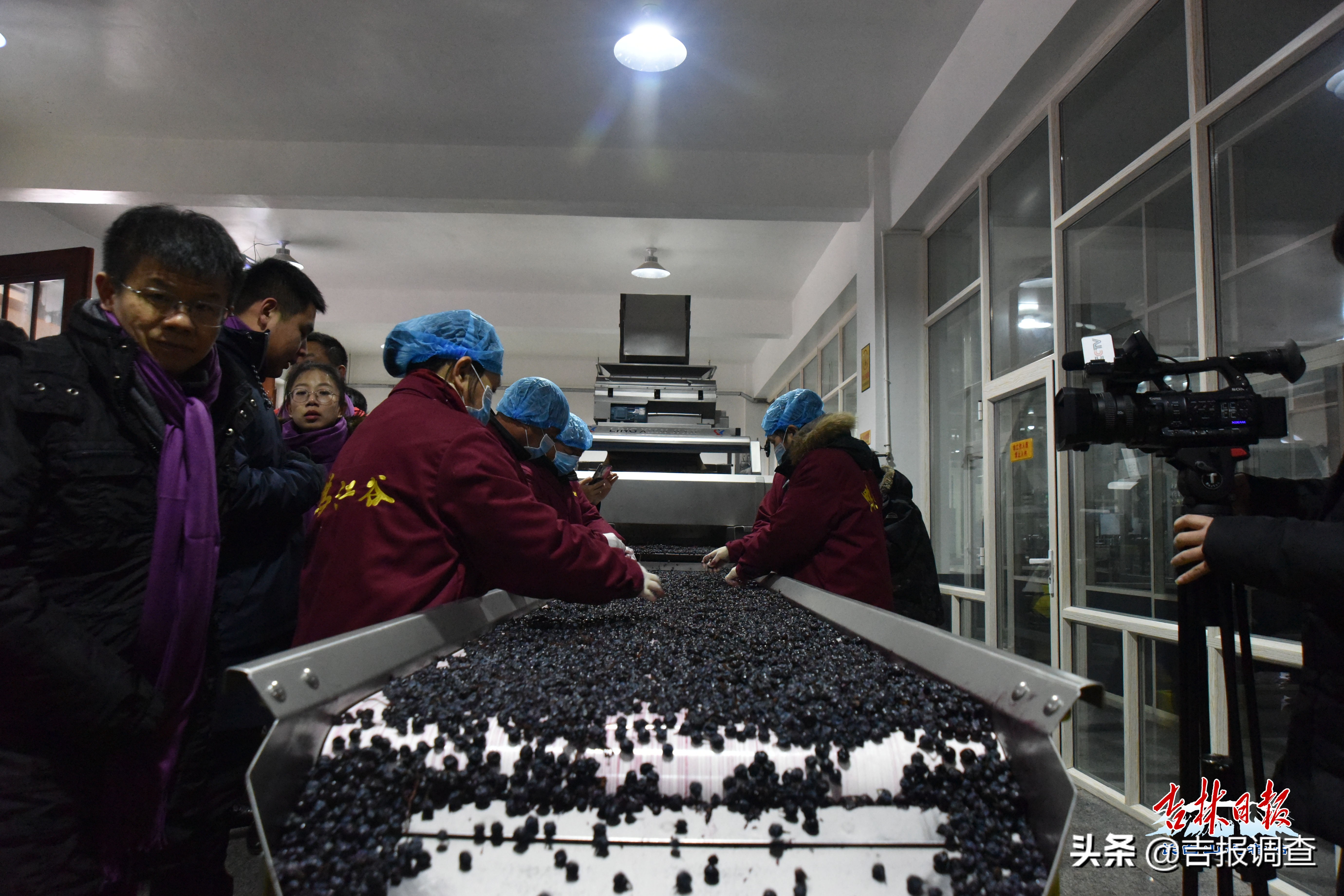 集安鸭江谷冰葡萄,集安鸭江谷冰葡萄怎么样