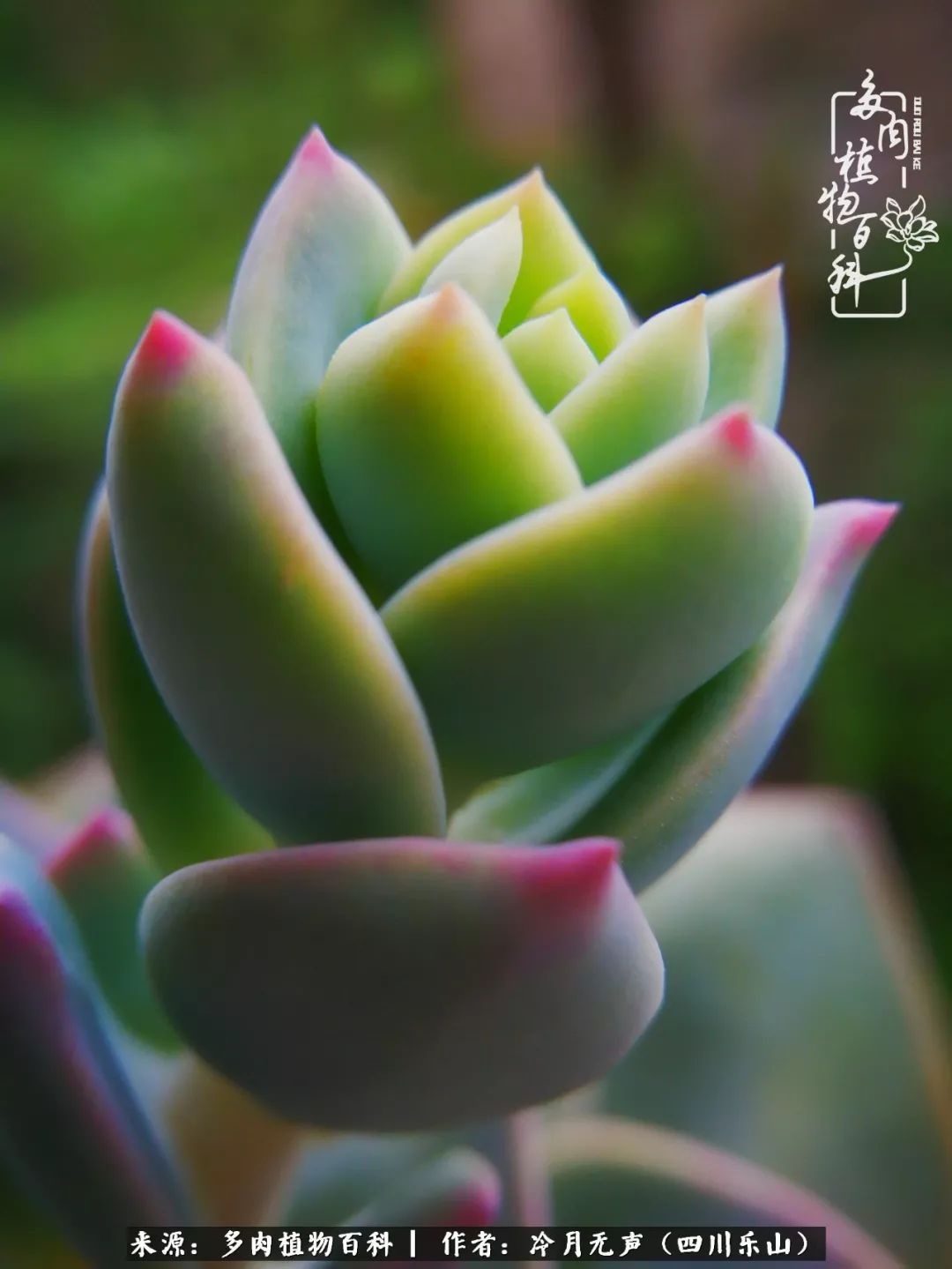 时光见证多肉故事,关于多肉的故事