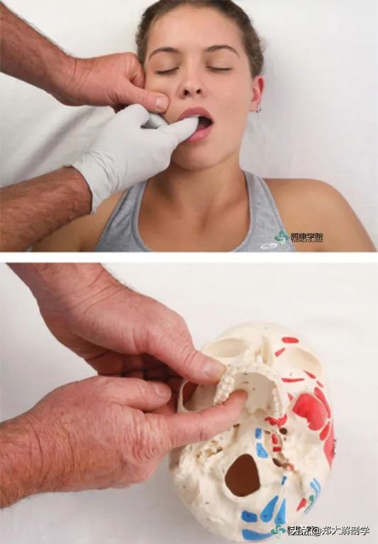 偏头痛怎么用手法缓解,偏头痛的手法治疗