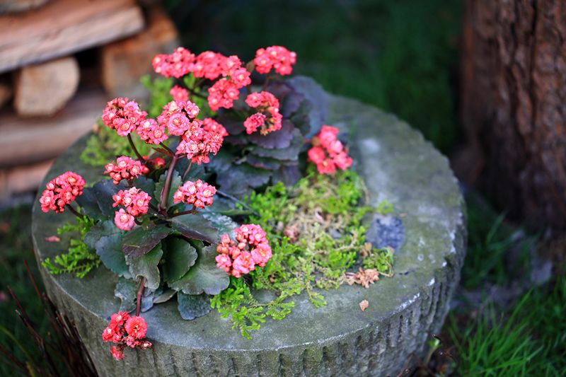 战旗村妈妈农庄,到战旗村妈妈农庄怎么走