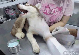 手术台上我无敌,小小塞牙我认怂!外科“一把刀”看牙记