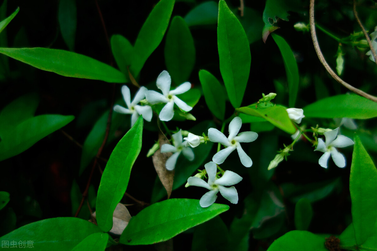 园林人需要知道的85个花卉知识,园林花卉的种类及图片