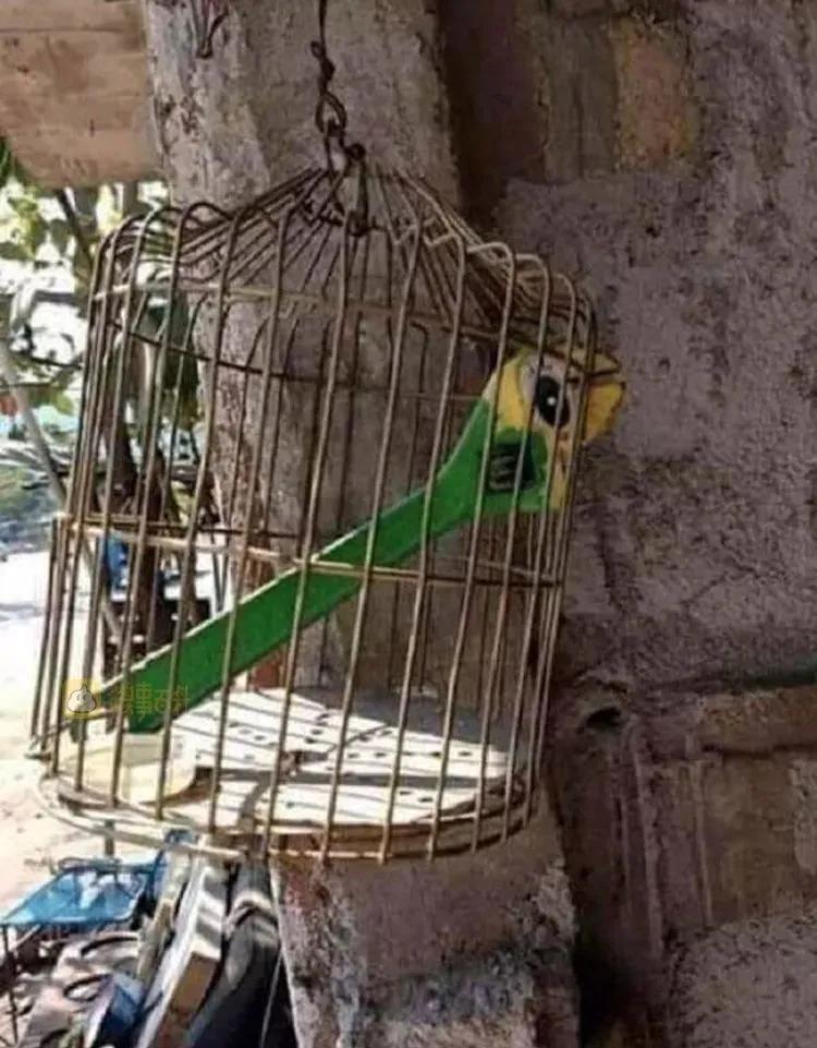 我养的鹦鹉怎么不下蛋,我养的鹦鹉两年了还不下蛋