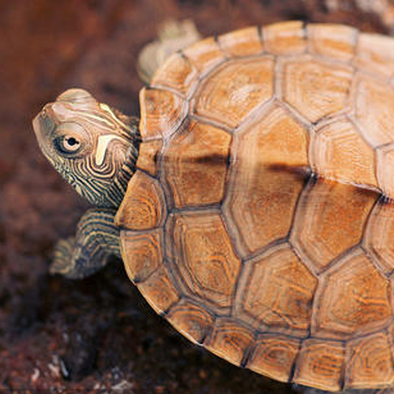 新手养龟买多大龟比较好养,新手养龟哪种龟最好养