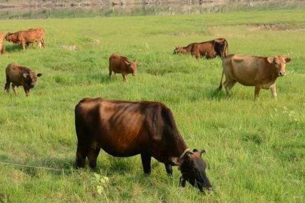 敌百水族杀虫剂使用方法,敌百杀虫剂使用方法