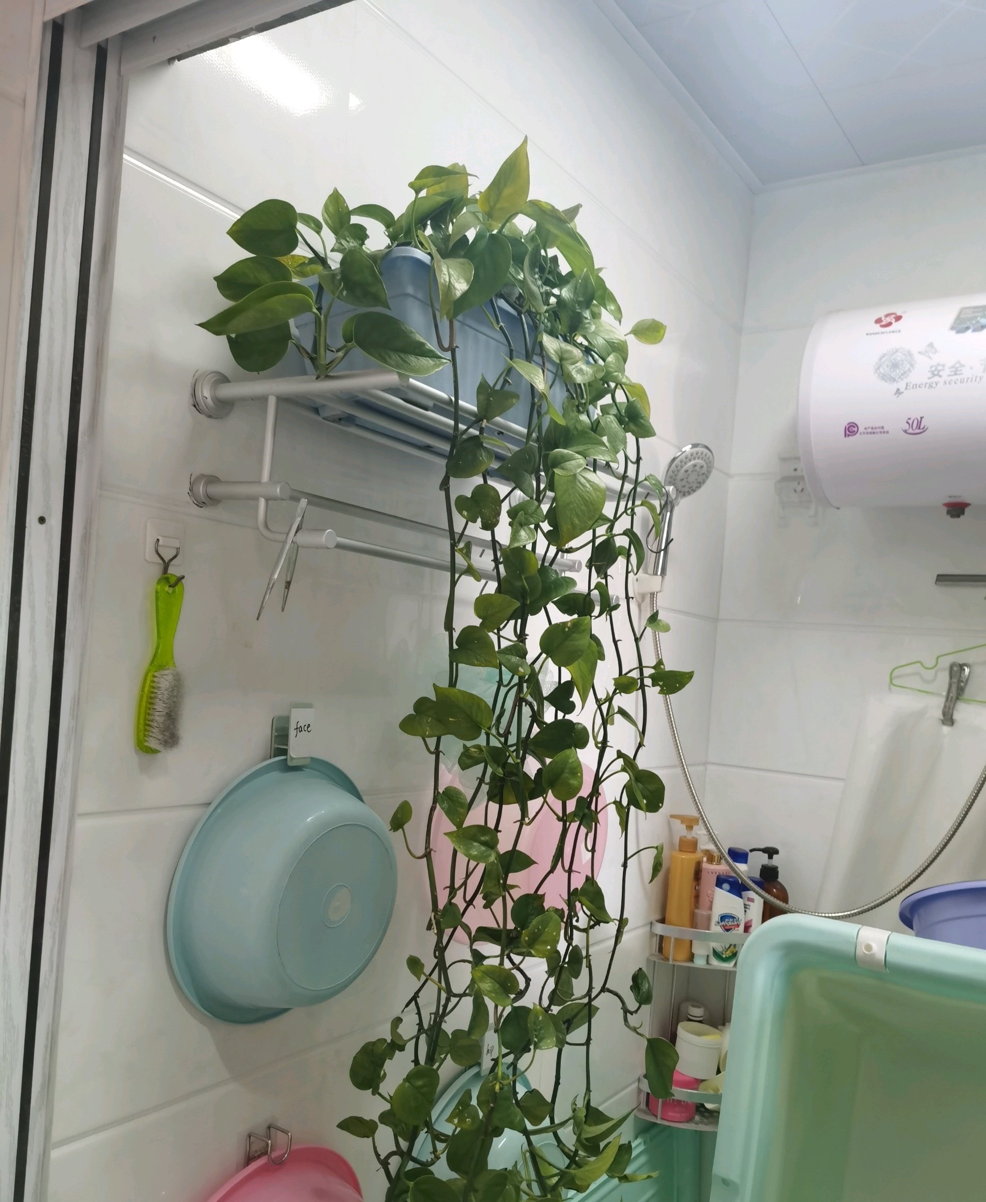 绿萝爆盆浇水方法,刚上盆的绿萝最好浇不浇水