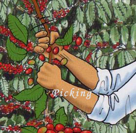 咖啡知识及操作,咖啡基础知识与鉴别