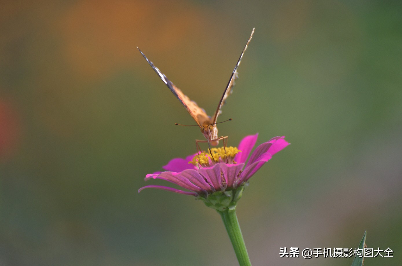 拍蝴蝶最大收获,拍蝴蝶技巧