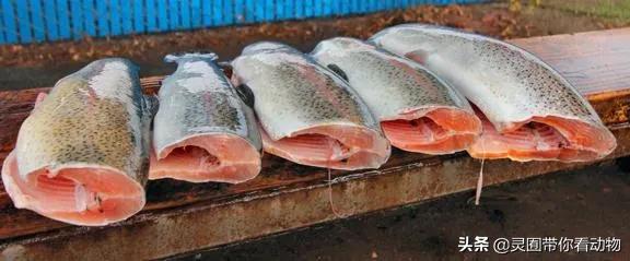 金日成爱吃的它,居然已经在国内绝迹?