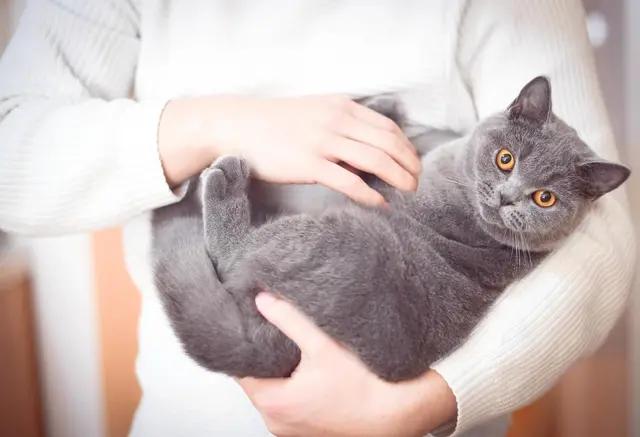 猫狗身上的虱子怎么去除,怎样除掉猫咪身上虱子和跳蚤