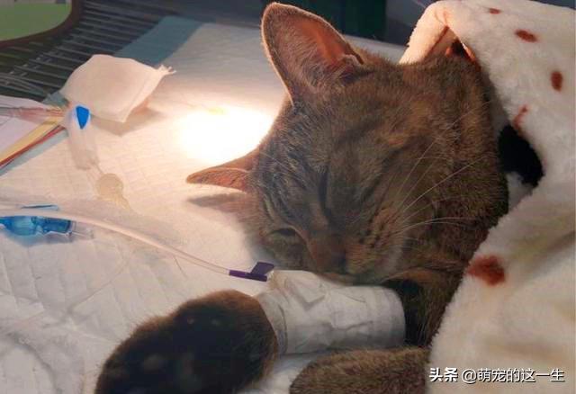 宠物猫意外坠楼,宠物医生救下坠楼猫咪
