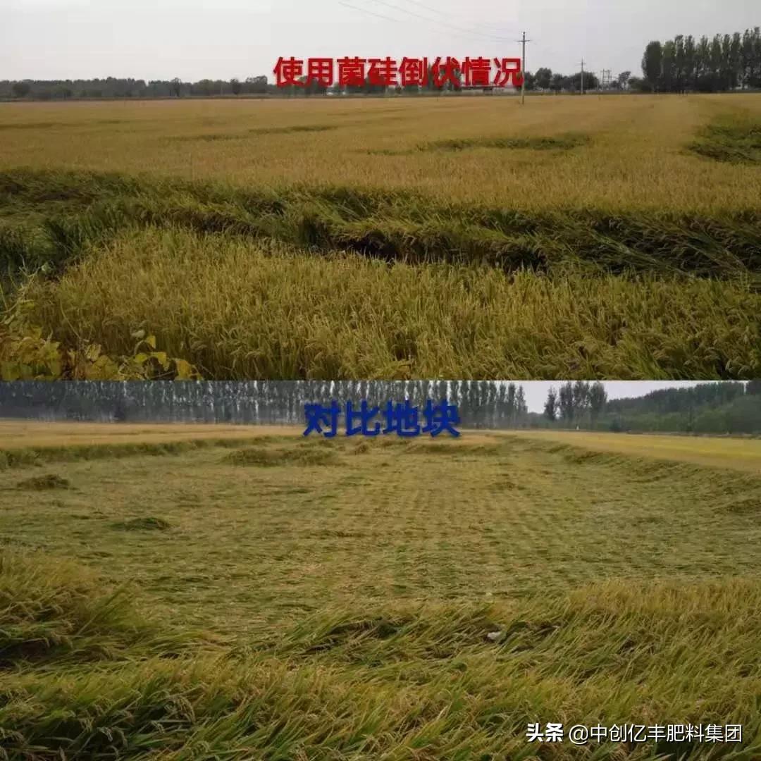 水稻倒伏,水稻出现倒伏现象怎么办