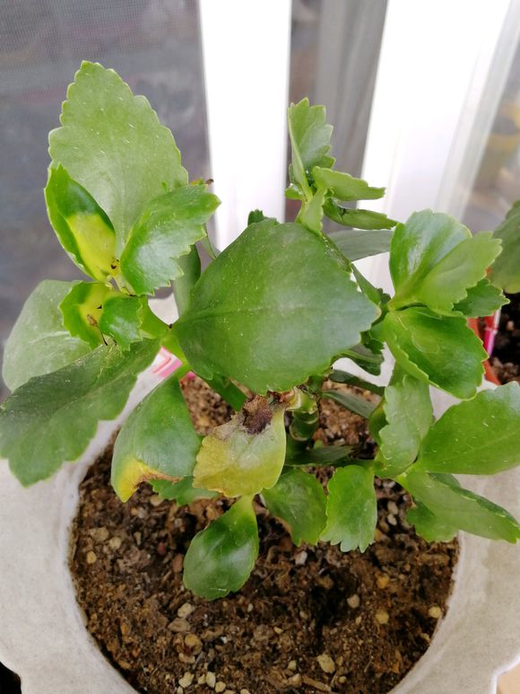 长寿花叶子发黄怎么补救,长寿花叶子发黄原因及处理方法