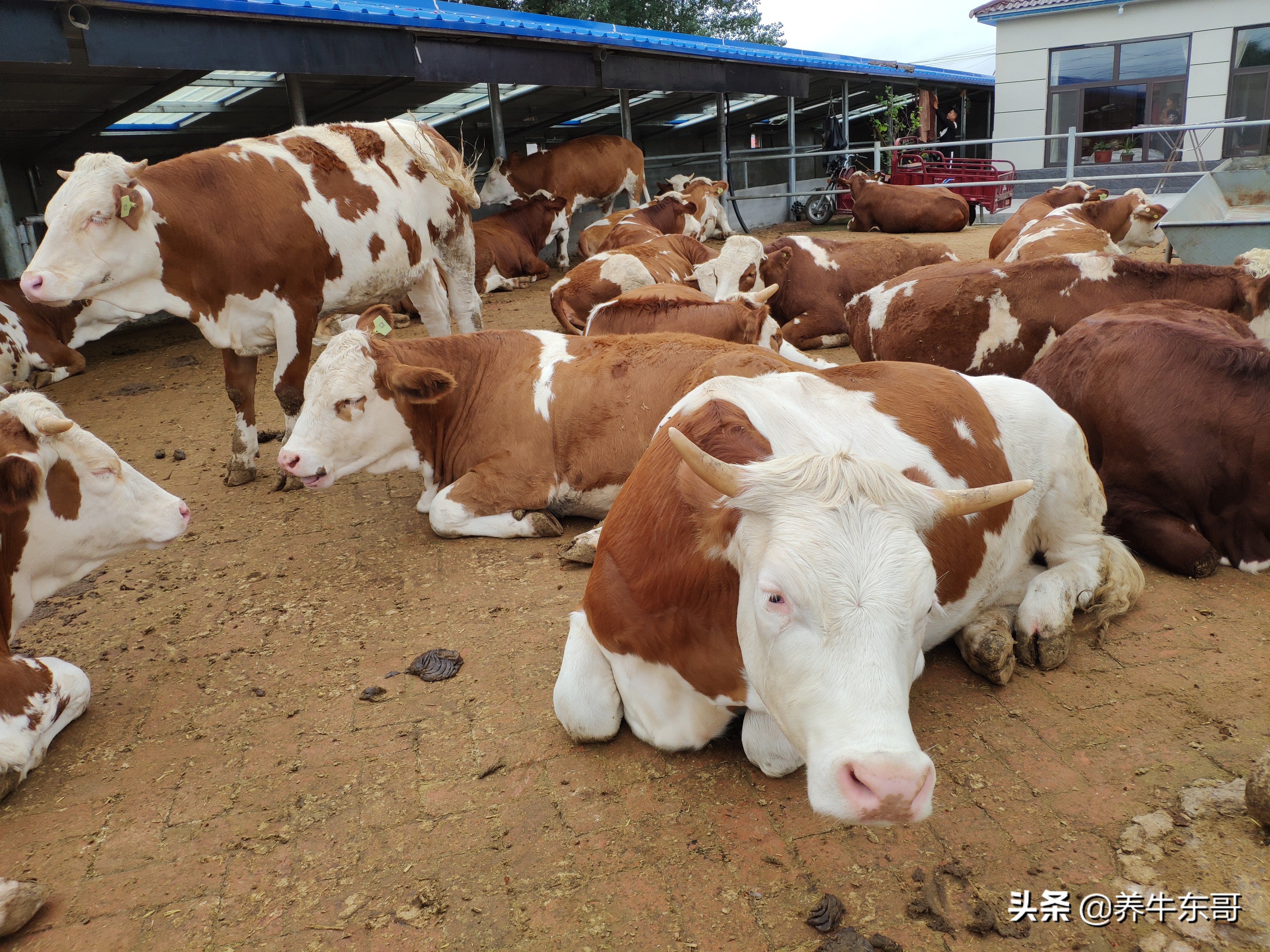 养牛管理模式,中国养牛的问题