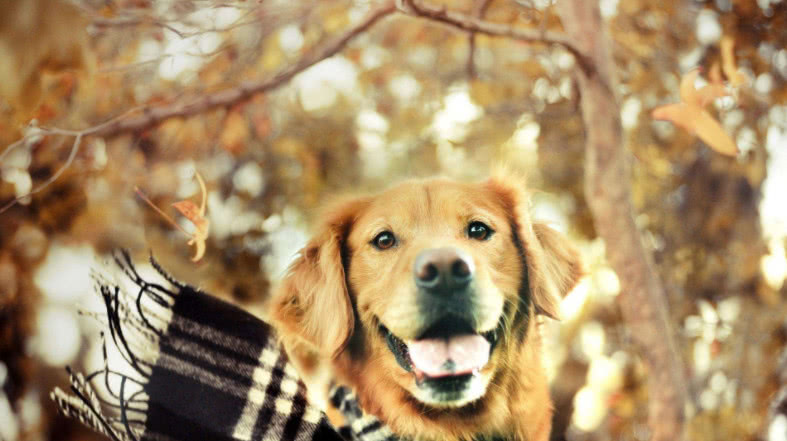 狗狗临终前想些什么,狗狗临终前的几种表现