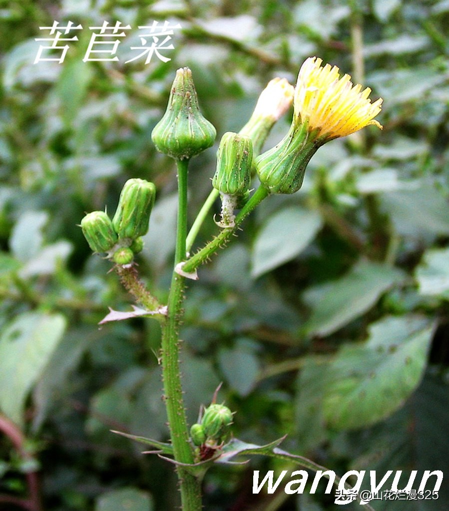 野生菊苣的辨认与图片,野菜苦菜识别方法