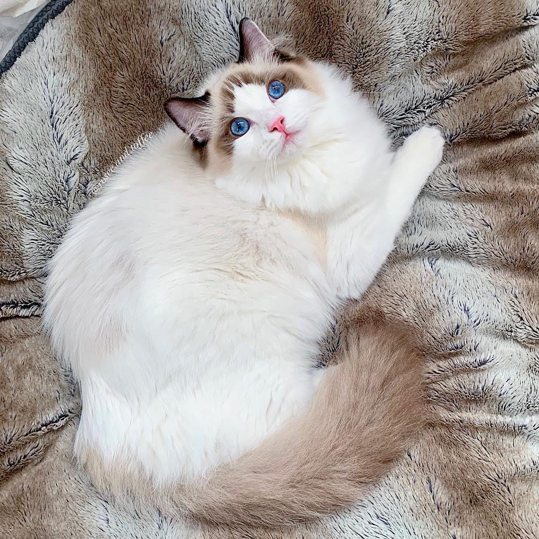 铲屎官熬夜怎么让猫咪乖乖睡觉,猫咪晚上不睡觉铲屎官该怎么办