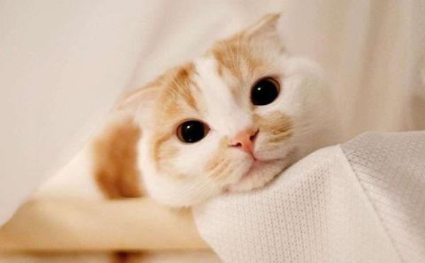 最近很火的猫咪折耳猫,有着天使的面孔的猫