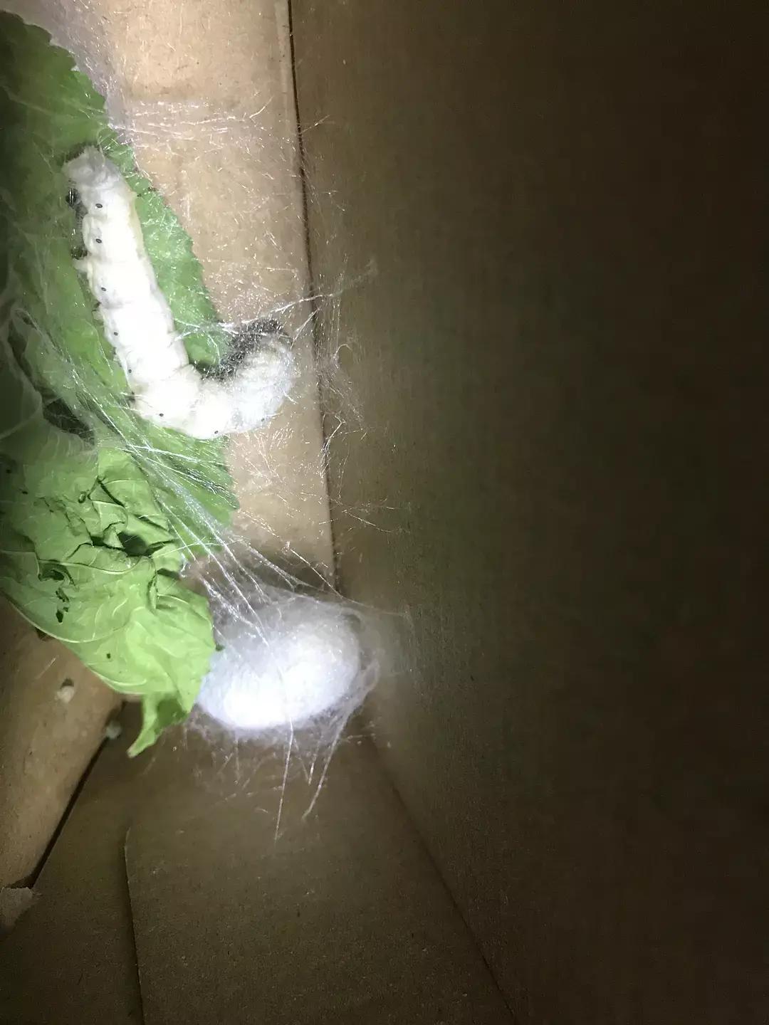 蚕宝宝你在养吗,蚕宝宝养的过密会死吗