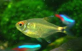 草缸灯鱼专用灯,草缸专用灯防太阳