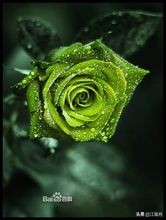 玫瑰的花语100句,一朵盛开的玫瑰花语