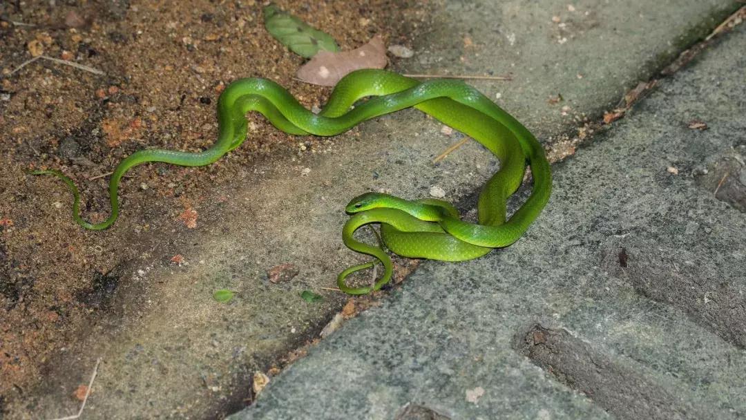 我眼中的绿是什么样的,我眼中的翠青蛇全集