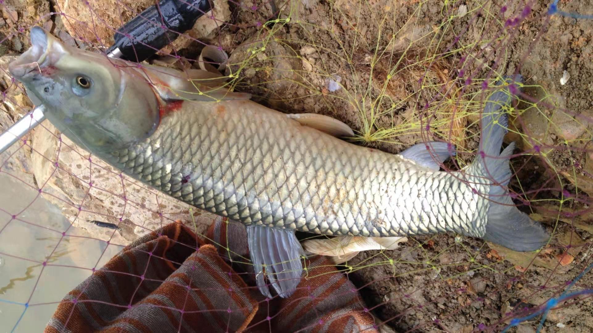 水库野钓草鱼钓浮还是钓底,李大毛野钓水库草鱼饵料