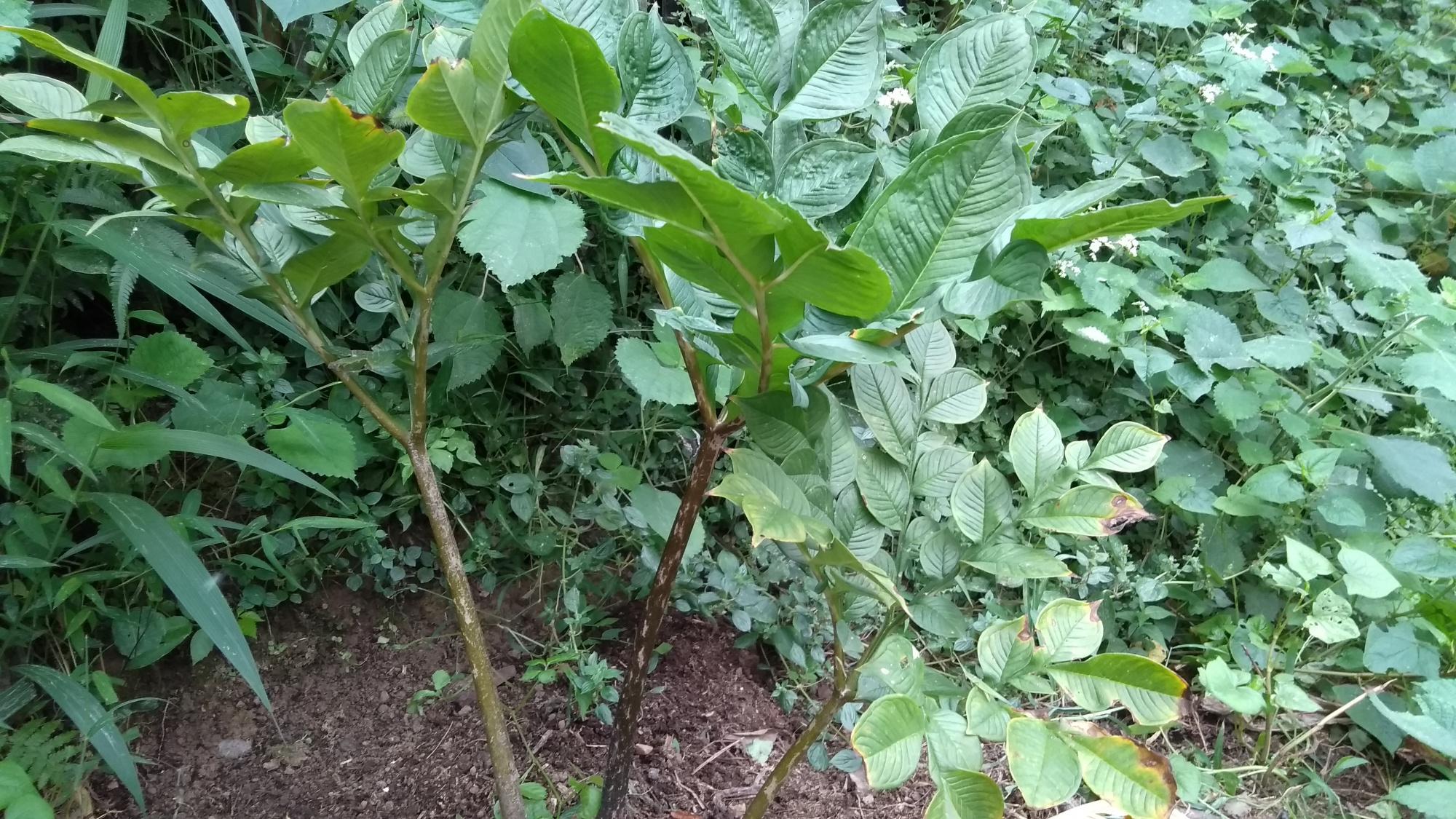 植物做豆腐的原理和方法,农村有种植物果实可以做豆腐