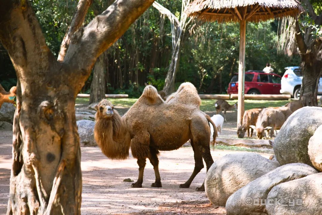 自驾长隆野生动物世界攻略,广州长隆野生动物世界旅游攻略