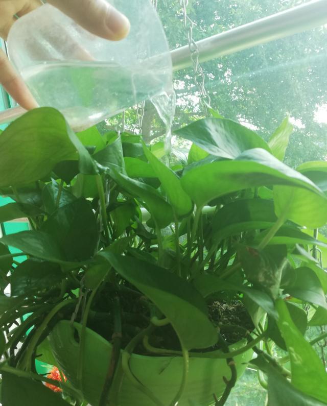 绿萝怎么把它的叶子养得又肥又厚,为啥别人家的绿萝叶子比巴掌还大