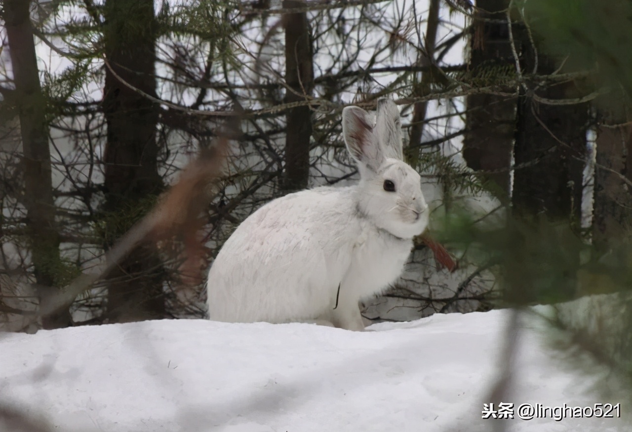 冬天野兔路线怎么判断,冬猎技巧讲解