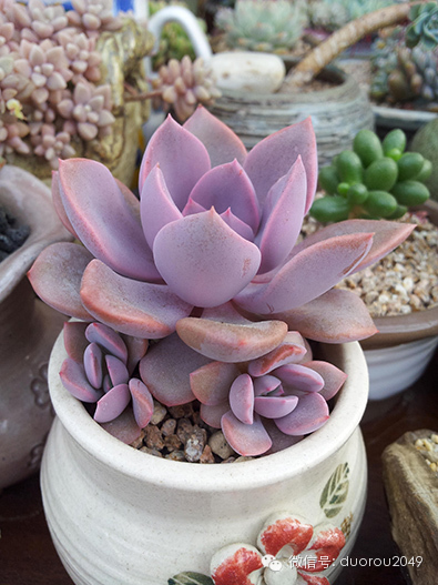 适合云南养的多肉,云南露养最好养活的多肉