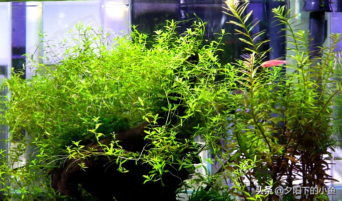 水草缸里有黑藻怎么办,水草缸有霉味道该怎么办