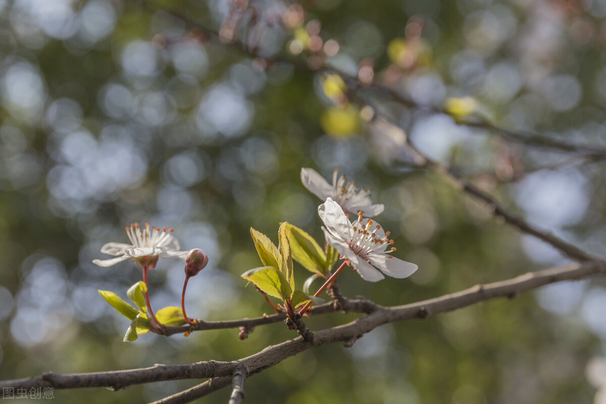 喝什么茶养阳气,春天阳气生发适合喝的茶