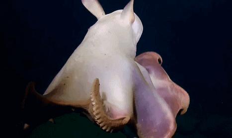 科学家发现喉咙深处有个神秘器官,巨型章鱼的肚子里长啥样