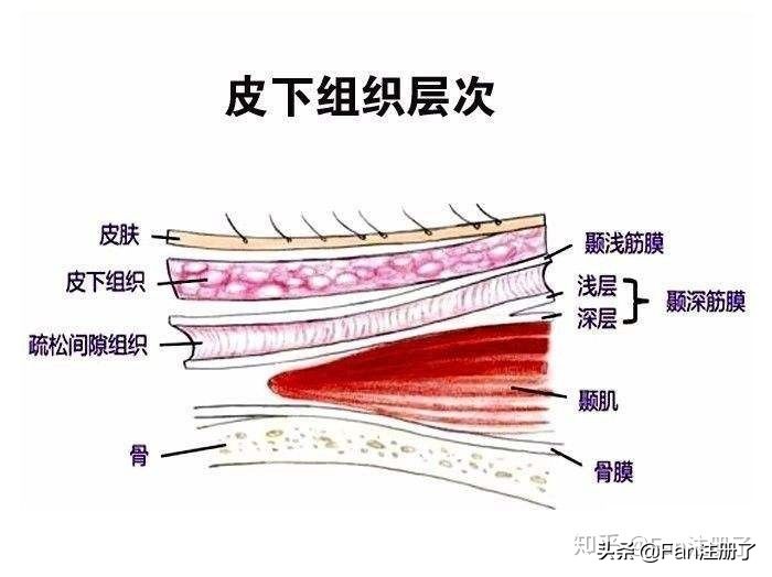 肌筋膜松解术叶颖华全部视频,肌筋膜松解器