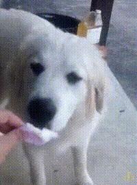 海狸灵猫麝香,麝香灵猫香区别