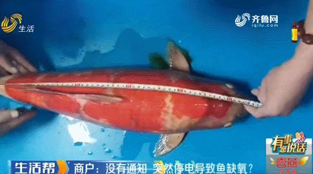 一夜之间鱼缸里的锦鲤尽数死亡,养几年的小锦鲤突然死了