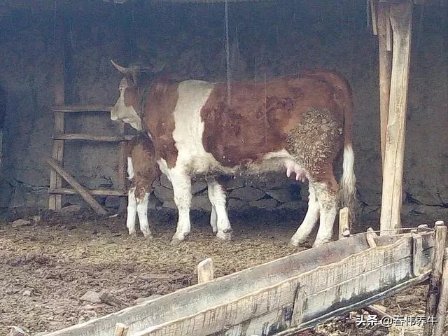 母牛下牛犊已经六个月了,但是还不发情,应该怎么治?