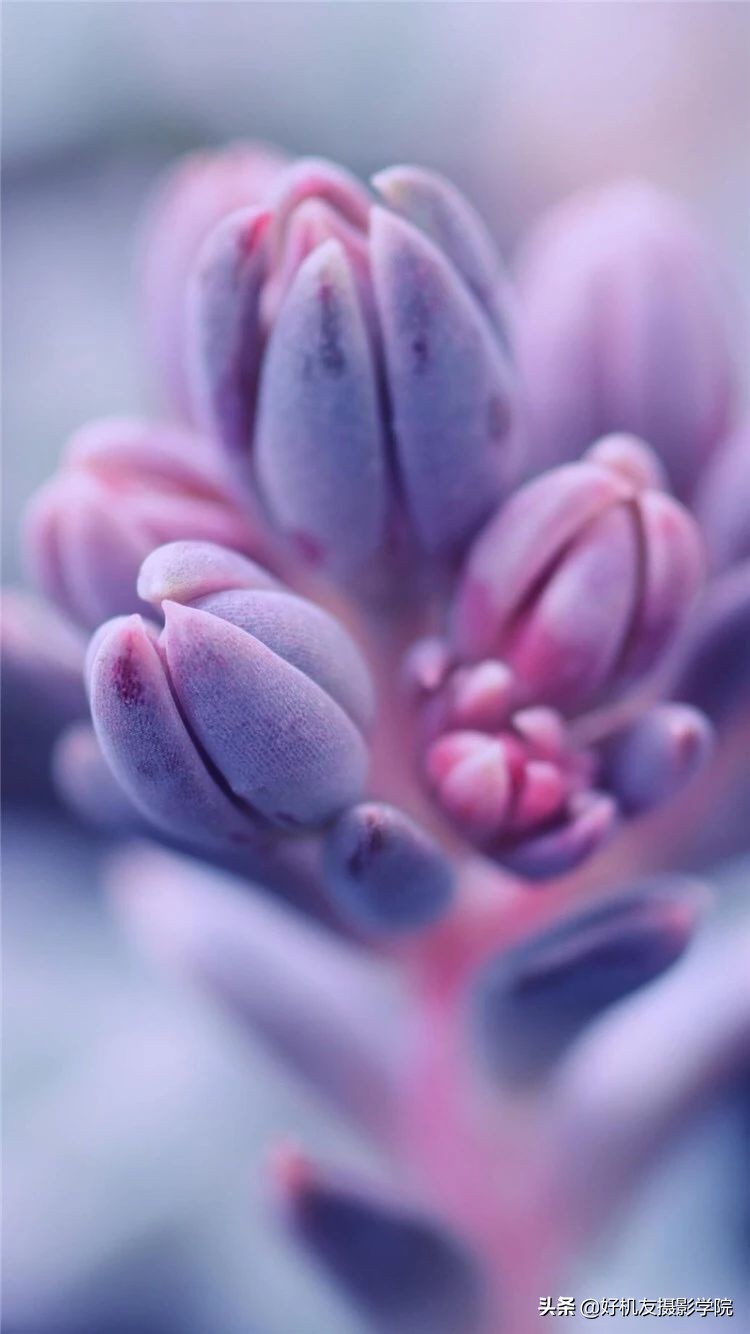 十五种最漂亮的多肉,15种好看的多肉