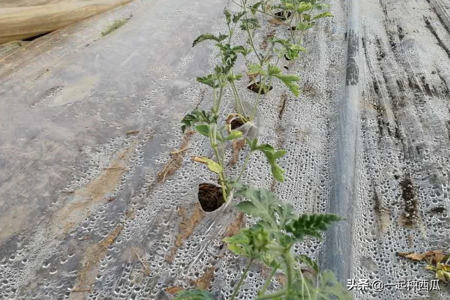 西瓜僵苗可以用赤霉酸吗,阳台西瓜苗僵苗解决办法