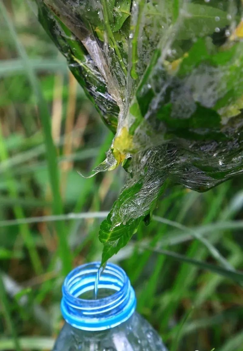 生存小技巧钻木取火,荒野生存取水技巧