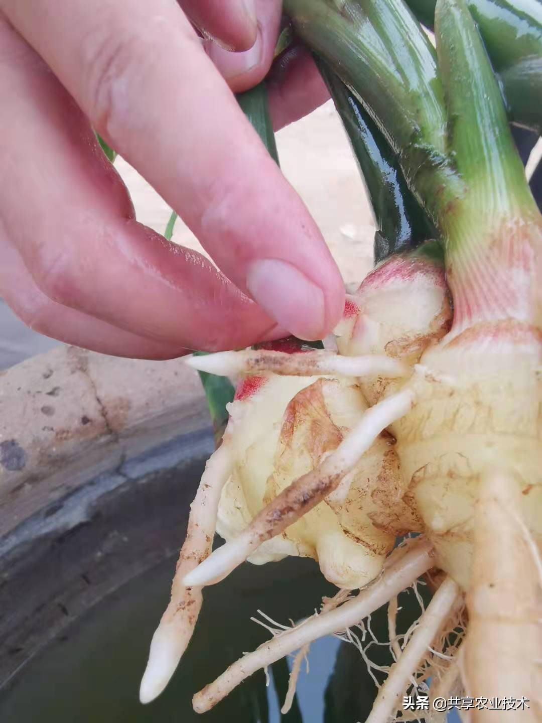 大姜大培土晚了,大姜顶部烂叶怎样防治