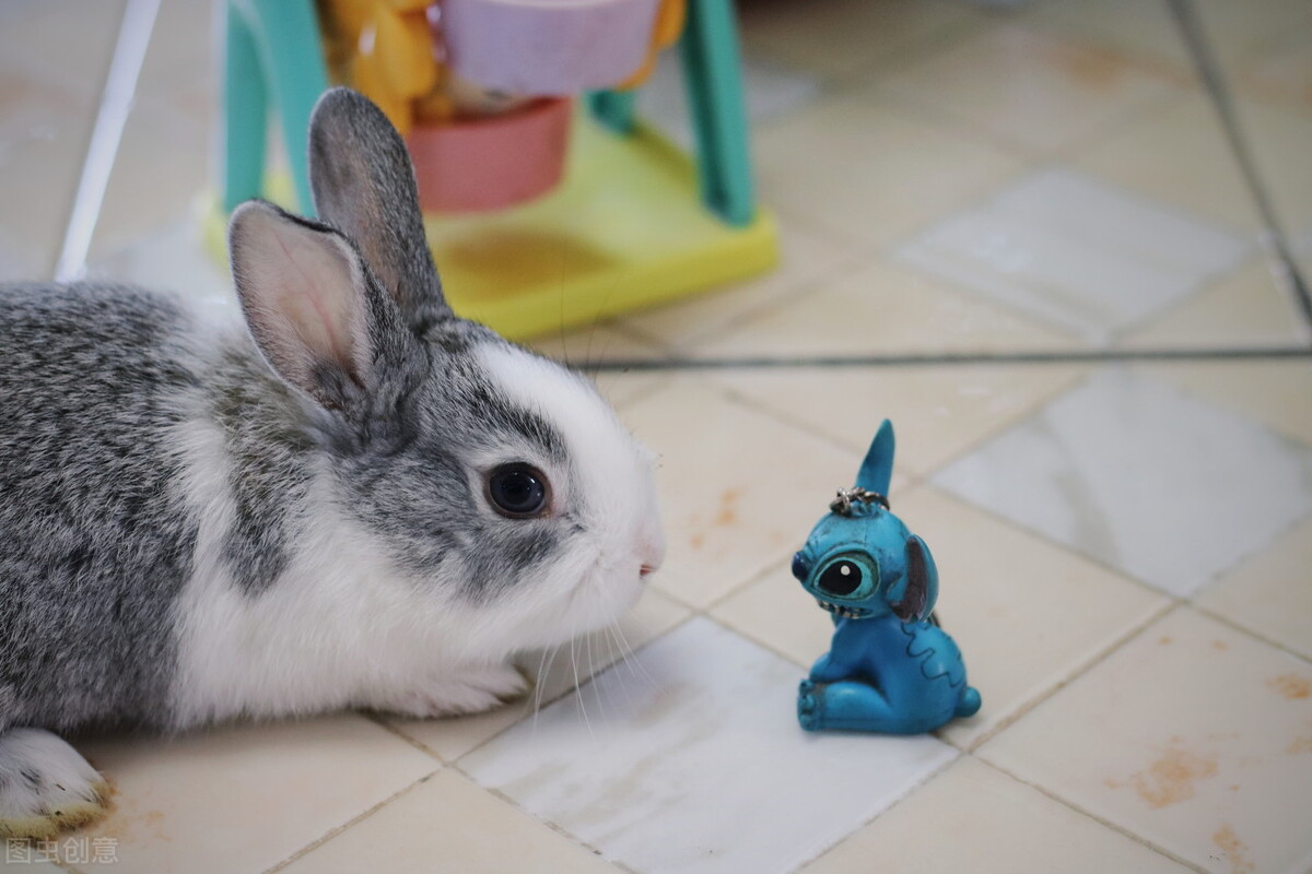 兔子受伤了怎么治疗,兔子脚受伤了会自愈吗