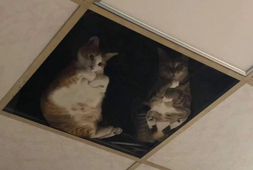 全网都以为复旦大学的猫被偷了，几天后…气得想骂猫