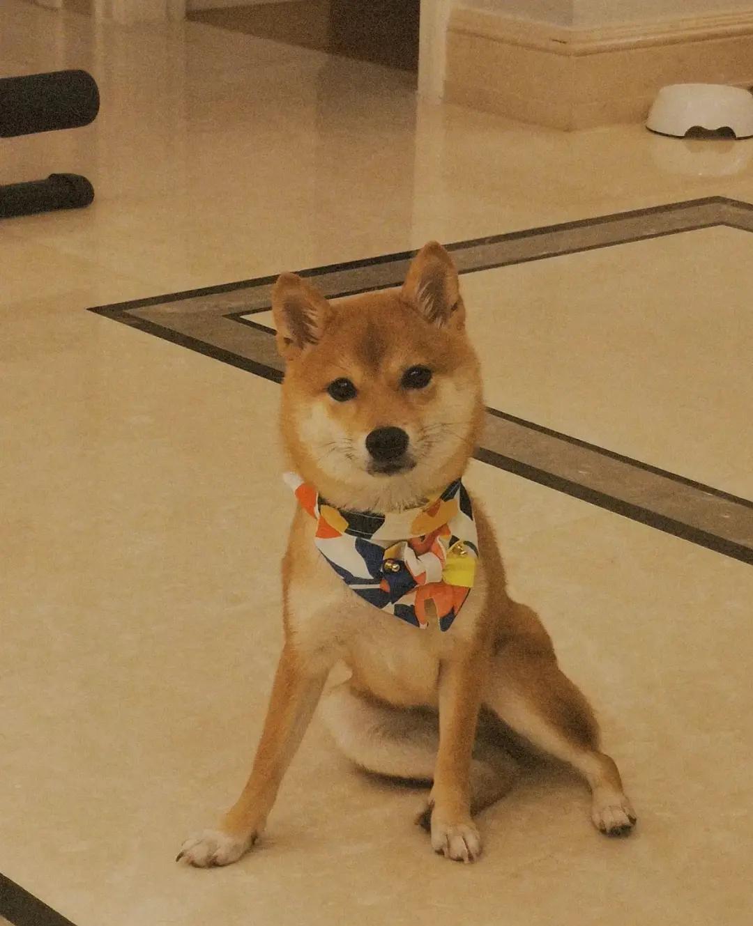 正规犬舍会提供血统证书吗,为什么要选择正规犬舍