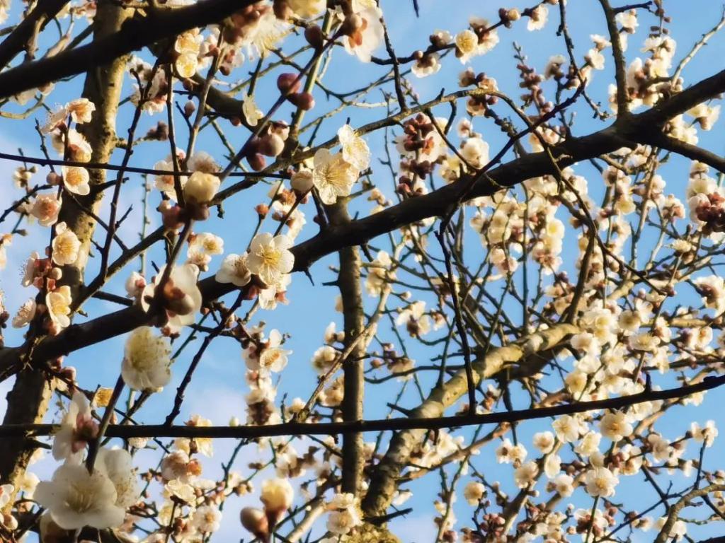 春节旅游贵州自由行最佳去处,贵州春节旅游攻略自由行线路推荐