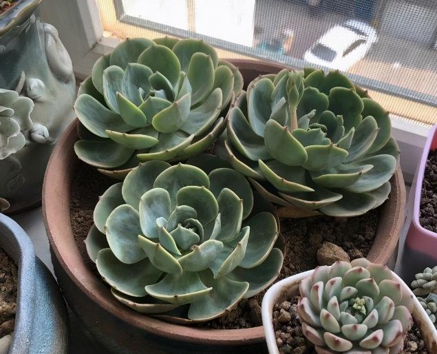 多肉植物玉蝶锦怎么繁殖,多肉植物玉蝶和碧桃哪个更有优势