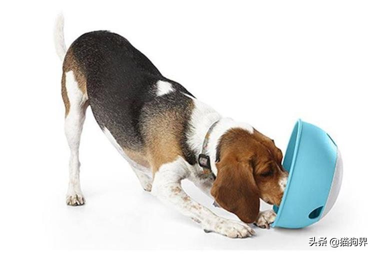 比格犬和哪种狗杂交适合当猎犬,比格犬猎犬训练