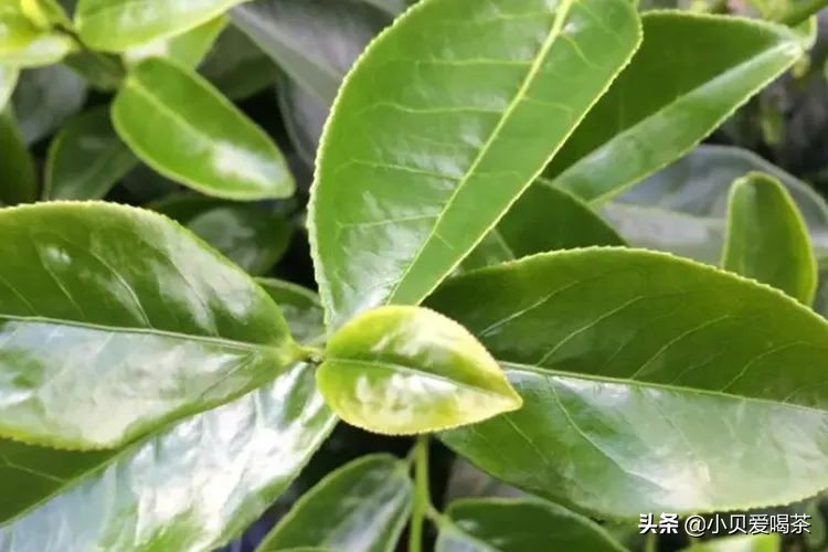 茶毫多的茶叶等级比较高,茶叶茶毫多与茶毫少的区别是什么